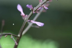 Gymnostachyum polyanthum